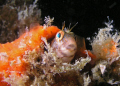   Seaweed Blenny  